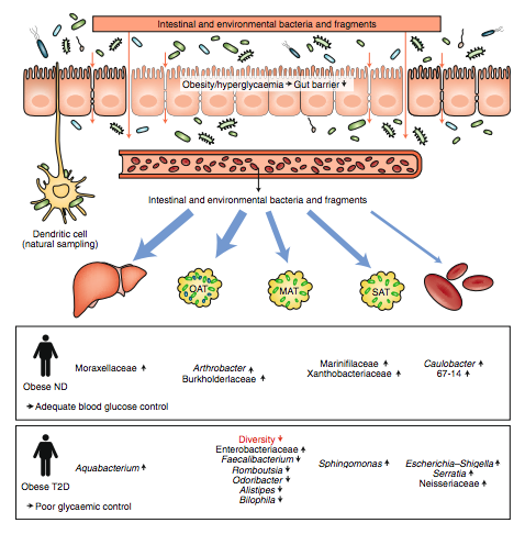 Image credit: Nature Metabolism